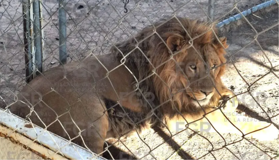 Aseguran leones, tigre, jaguar y decenas de vehículos durante cateo en Soledad de Graciano Sánchez
